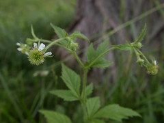 Geum × cortlandicum