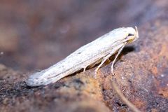 Haplochrois bipunctella