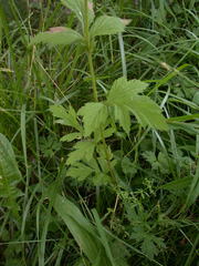 Geum × cortlandicum