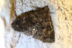 Metalectra miserulata