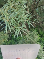 Hippophae rhamnoides