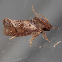 Acrolophus texanella