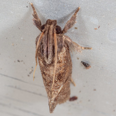 Acrolophus texanella