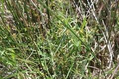 Cyperus sphaerospermus
