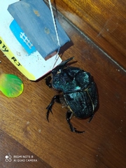 Coprophanaeus ensifer