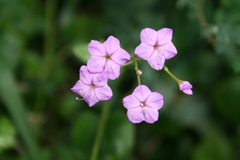 Commicarpus