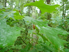Attelabinae