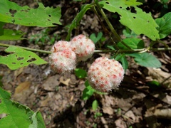 Callirhytis seminator