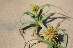 Cyperus crassipes