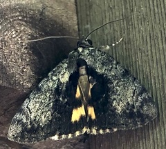 Catocala micronympha