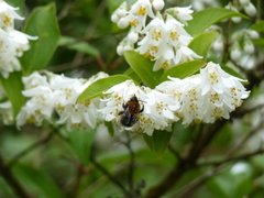 Bombus
