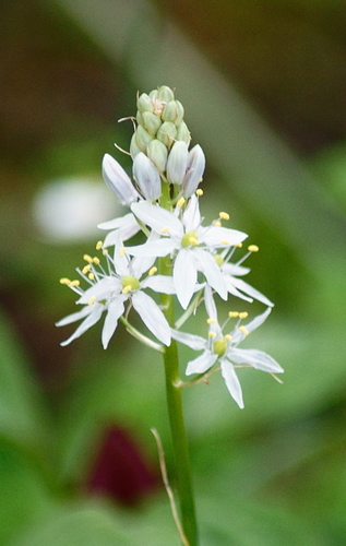 Camassia scilloides