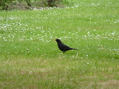 Turdus merula