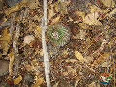 Mammillaria mystax