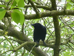 Corvus corone