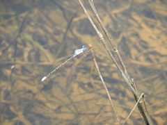 Lestes sigma