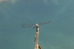 Erythemis collocata