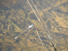 Lestes sigma