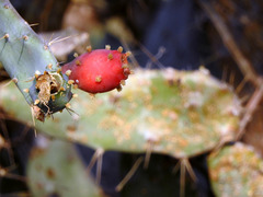 Opuntia auberi