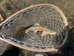 Pantosteus discobolus