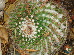 Mammillaria mystax