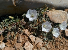 Convolvulus lineatus