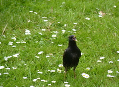 Sturnus vulgaris