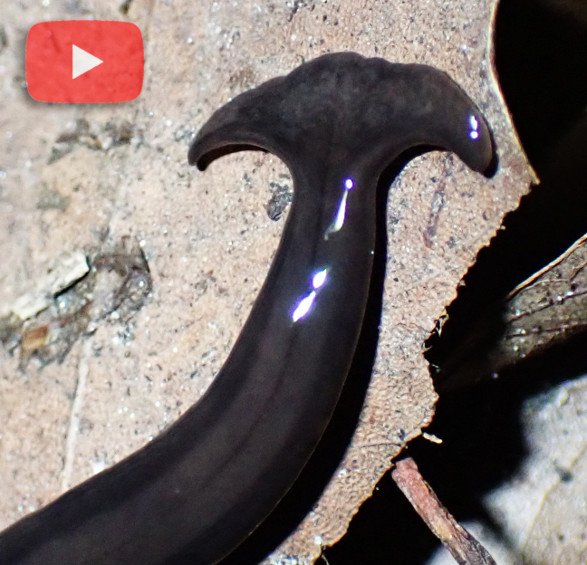 broadhead planarians from Kamimutsuna, Okazaki, Aichi 4440858, Japão