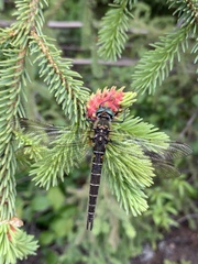 Somatochlora hudsonica