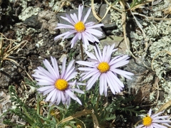 Erigeron pinnatisectus