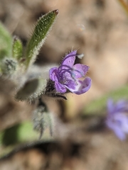 Trichostema oblongum