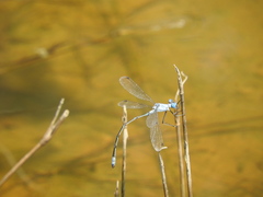 Lestes sigma