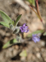 Trichostema oblongum