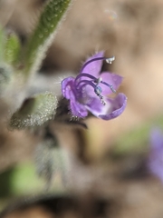 Trichostema oblongum