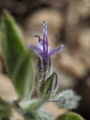 Trichostema oblongum