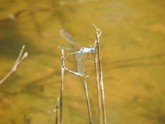 Lestes sigma