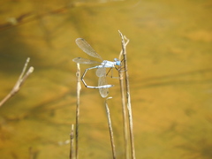 Lestes sigma