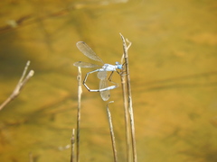 Lestes sigma