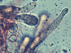 Scytinostroma artocreas