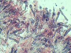 Scytinostroma artocreas