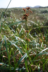 Rhynchospora spectabilis