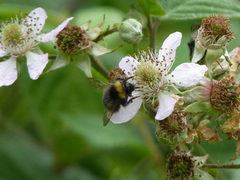 Bombus