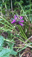 Betonica officinalis