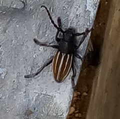 Dorcadion fuliginator