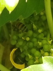 Apis mellifera