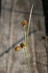 Rhynchospora holoschoenoides