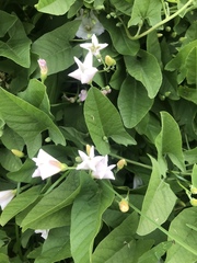 Convolvulus arvensis