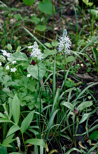 Camassia scilloides