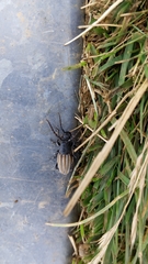 Dorcadion fuliginator