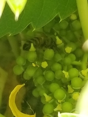 Apis mellifera